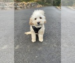 Small Goldendoodle (Miniature)