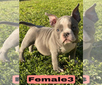 Small #7 American Bully