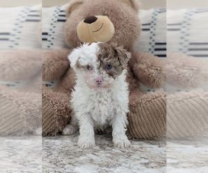 Poodle (Toy) Puppy for sale in NORTH LAWRENCE, OH, USA