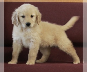 Golden Retriever Puppy for sale in FREDERICKSBURG, OH, USA