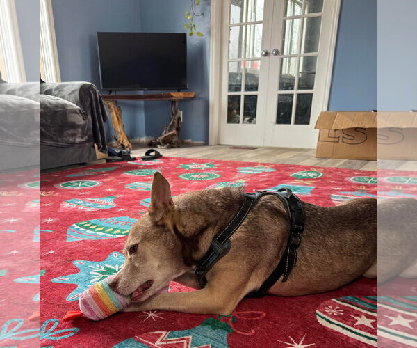 Medium Photo #12 Siberian Husky-Unknown Mix Puppy For Sale in Germantown, OH, USA