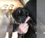 Puppy 4 Miniature Australian Shepherd