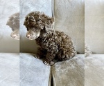 Small Photo #12 Poodle (Toy) Puppy For Sale in HAYWARD, CA, USA