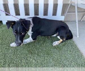 Border Collie-Unknown Mix Dogs for adoption in Modesto, CA, USA