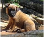 Puppy Solid Blue Belgian Malinois