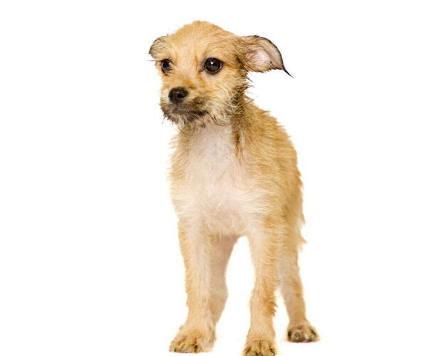 Medium Photo #1 Chihuahua-Unknown Mix Puppy For Sale in Brooklyn Center, MN, USA