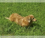 Small #3 Dachshund