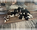Small Photo #1 English Springer Spaniel Puppy For Sale in WICHITA, KS, USA