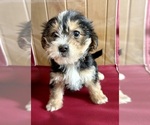 Small YorkiePoo