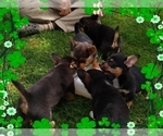 Small Photo #27 Pembroke Welsh Corgi-Scottish Terrier Mix Puppy For Sale in GREELEY, CO, USA