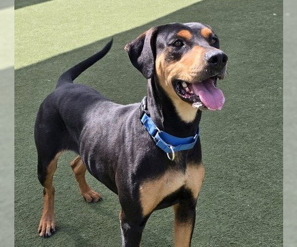 Medium Photo #2 Doberman Pinscher Puppy For Sale in Martinez, CA, USA