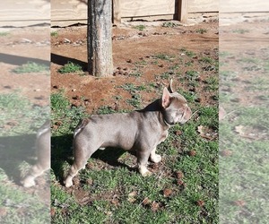 French Bulldog Puppy for Sale in WINDER, Georgia USA