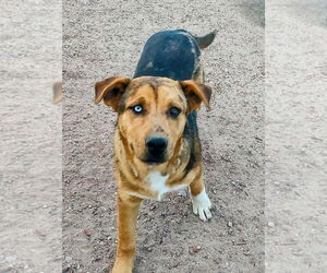 Huskies -Unknown Mix Dogs for adoption in Pena Blanca, NM, USA