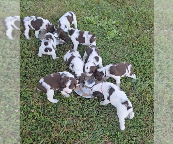 Medium Photo #6 English Springer Spaniel Puppy For Sale in JONESBOROUGH, TN, USA
