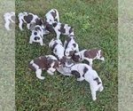 Small #5 English Springer Spaniel