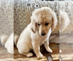 Small Photo #17 Goldendoodle Puppy For Sale in PENSACOLA, FL, USA