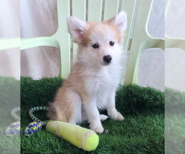 Medium Photo #7 Chiranian Puppy For Sale in Tustin, CA, USA