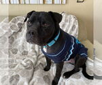 Small #45 American Pit Bull Terrier