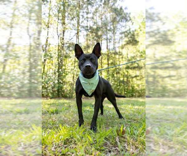 Medium Photo #2 Mutt Puppy For Sale in Holly Springs, NC, USA