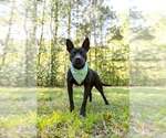 Small #1 Mutt