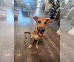 Small #3 Mutt