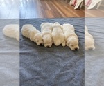 Small #1 Golden Retriever