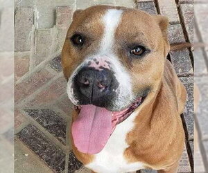 American Pit Bull Terrier Dogs for adoption in Oakhurst, NJ, USA