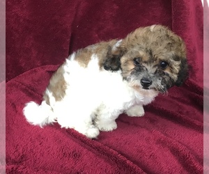 Poovanese Puppy for sale in PORTLAND, TN, USA