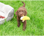 Small #1 Labrador Retriever