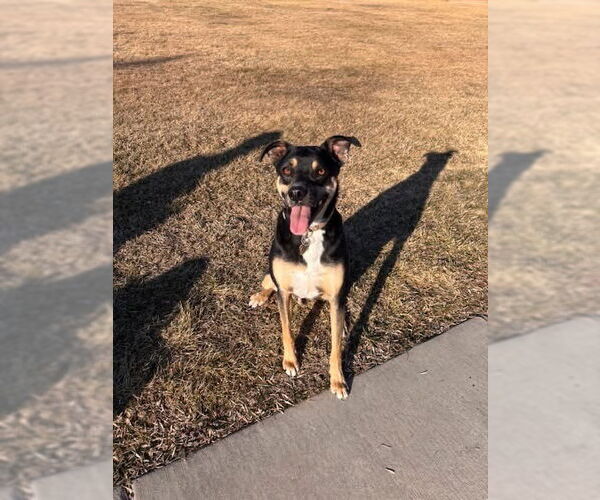 Medium Photo #7 Mutt Puppy For Sale in Sandy, UT, USA