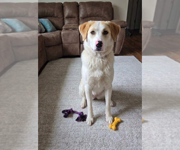 Medium Photo #2 Golden Pyrenees Puppy For Sale in Genesee, WI, USA