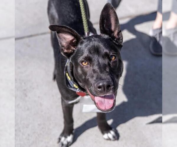 Medium Photo #12 Labrador Retriever-Unknown Mix Puppy For Sale in San Diego, CA, USA