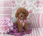 Small #1 Cavapoo