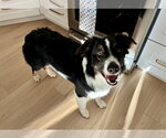 Small #1 Australian Shepherd