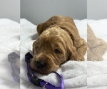 Puppy Puppy 4 Bently Goldendoodle