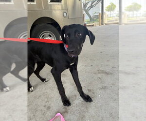 Labrador Retriever-Unknown Mix Dogs for adoption in Texas City, TX, USA
