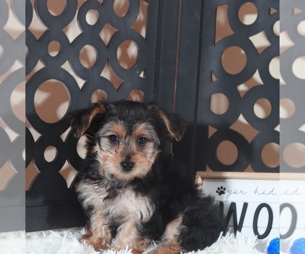 Medium Photo #1 YorkiePoo Puppy For Sale in MOUNT VERNON, OH, USA