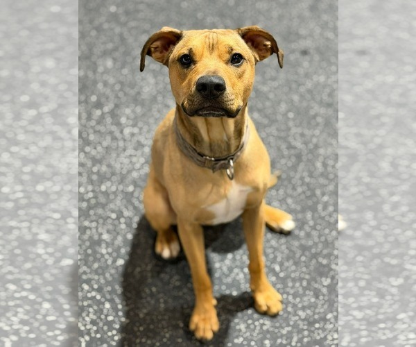 Medium Photo #1 Mutt Puppy For Sale in Oro Medonte, Ontario, Canada