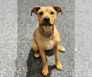 Mutt Dogs for adoption in Oro Medonte, Ontario, Canada