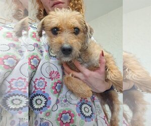 Border Terrier-Unknown Mix Dogs for adoption in Chico, CA, USA