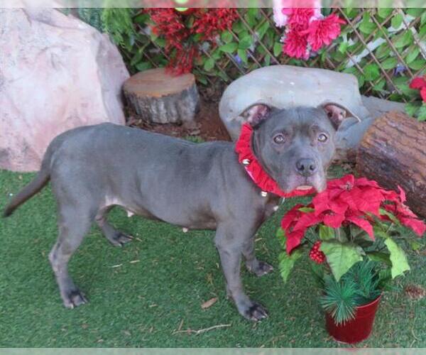 Medium Photo #1 Mutt Puppy For Sale in Oklahoma City, OK, USA