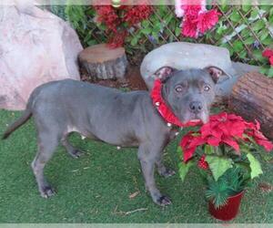 Mutt Dogs for adoption in Oklahoma City, OK, USA