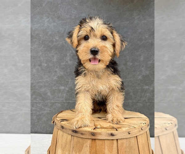 Medium Photo #11 Yorkshire Terrier Puppy For Sale in OCALA, FL, USA