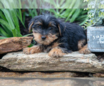 Small Photo #13 Yorkshire Terrier Puppy For Sale in QUARRYVILLE, PA, USA