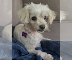 Small Maltese Mix
