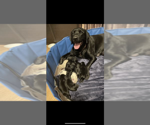 Medium Photo #12 Labrador Retriever Puppy For Sale in TACOMA, WA, USA