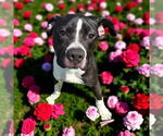 Small #1 American Pit Bull Terrier
