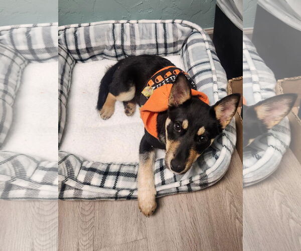 Medium Photo #2 Mutt Puppy For Sale in Littleton, CO, USA