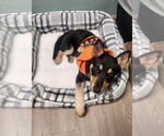 Small #1 Mutt