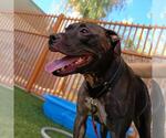 Small #1 American Pit Bull Terrier Mix